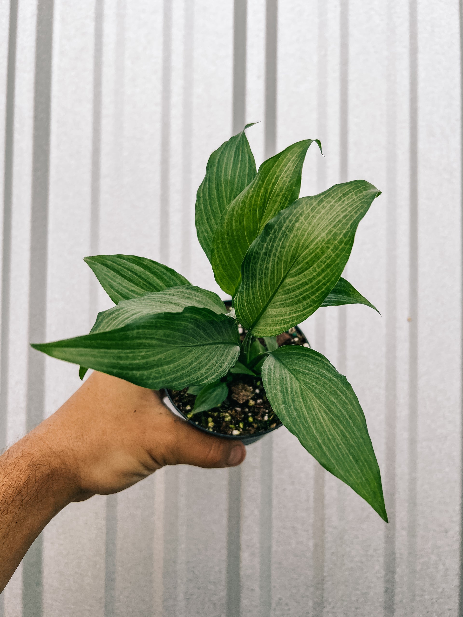 silver mist peace lily 4" Spathiphyllum 'Platinum Mist' – BWH Plant Co