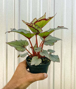 4" Begonia 'Laccadive'