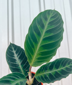 4" Calathea 'Jungle Velvet'