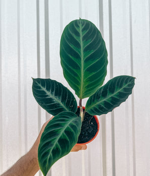 4" Calathea 'Jungle Velvet'