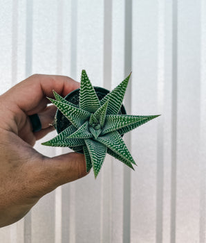 2" Haworthia 'Miami'