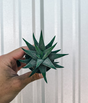 2" Haworthia 'Concolor'