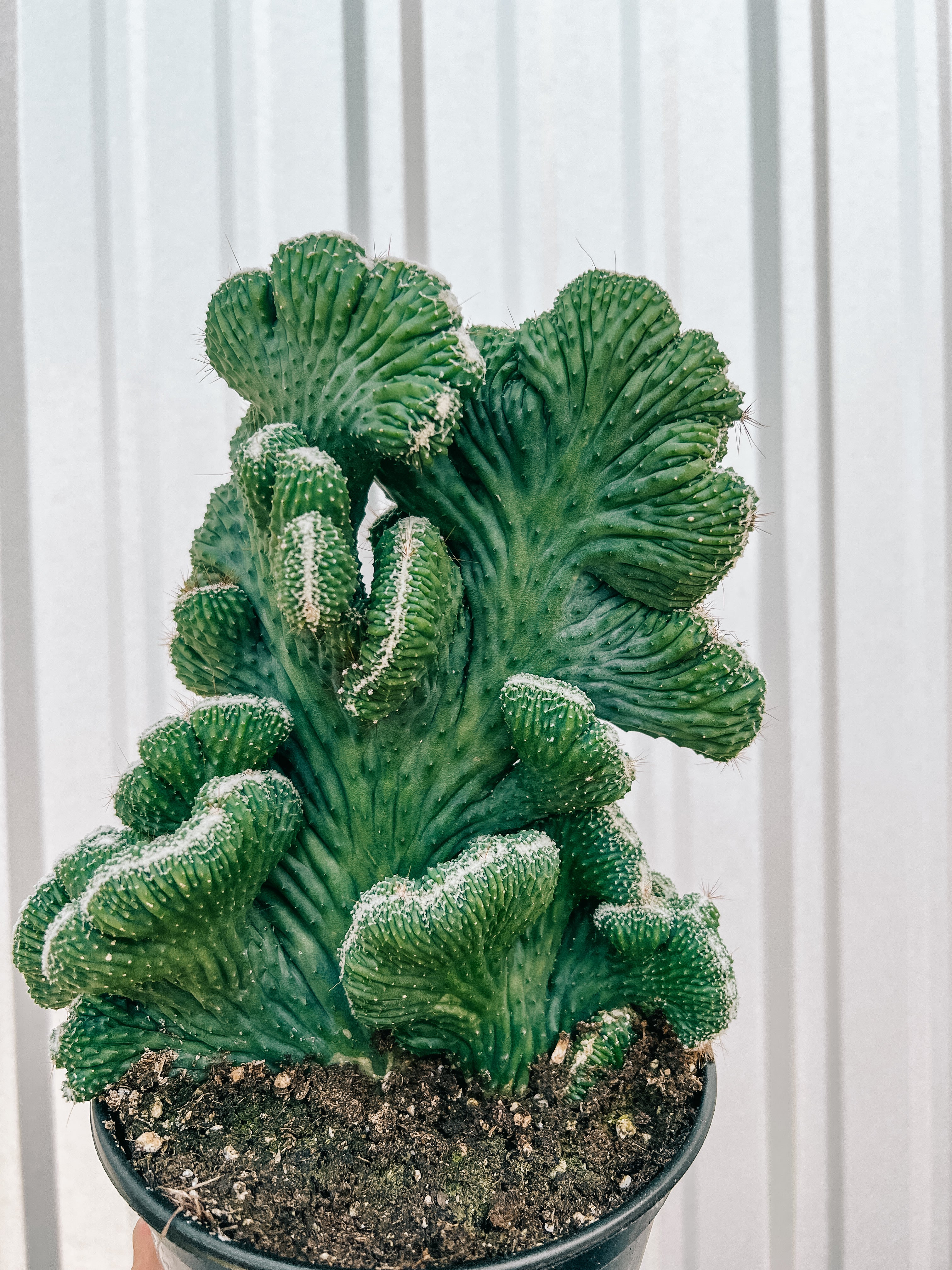 green coral succulent 6" Cereus 'Green Coral Cactus'