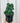 6" Cereus 'Green Coral Cactus'