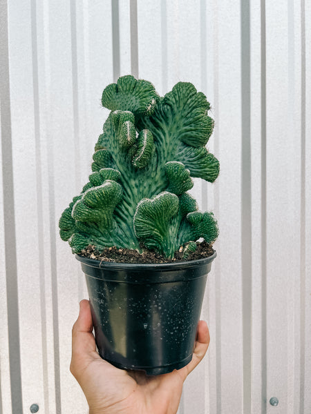 chorus succulent 6