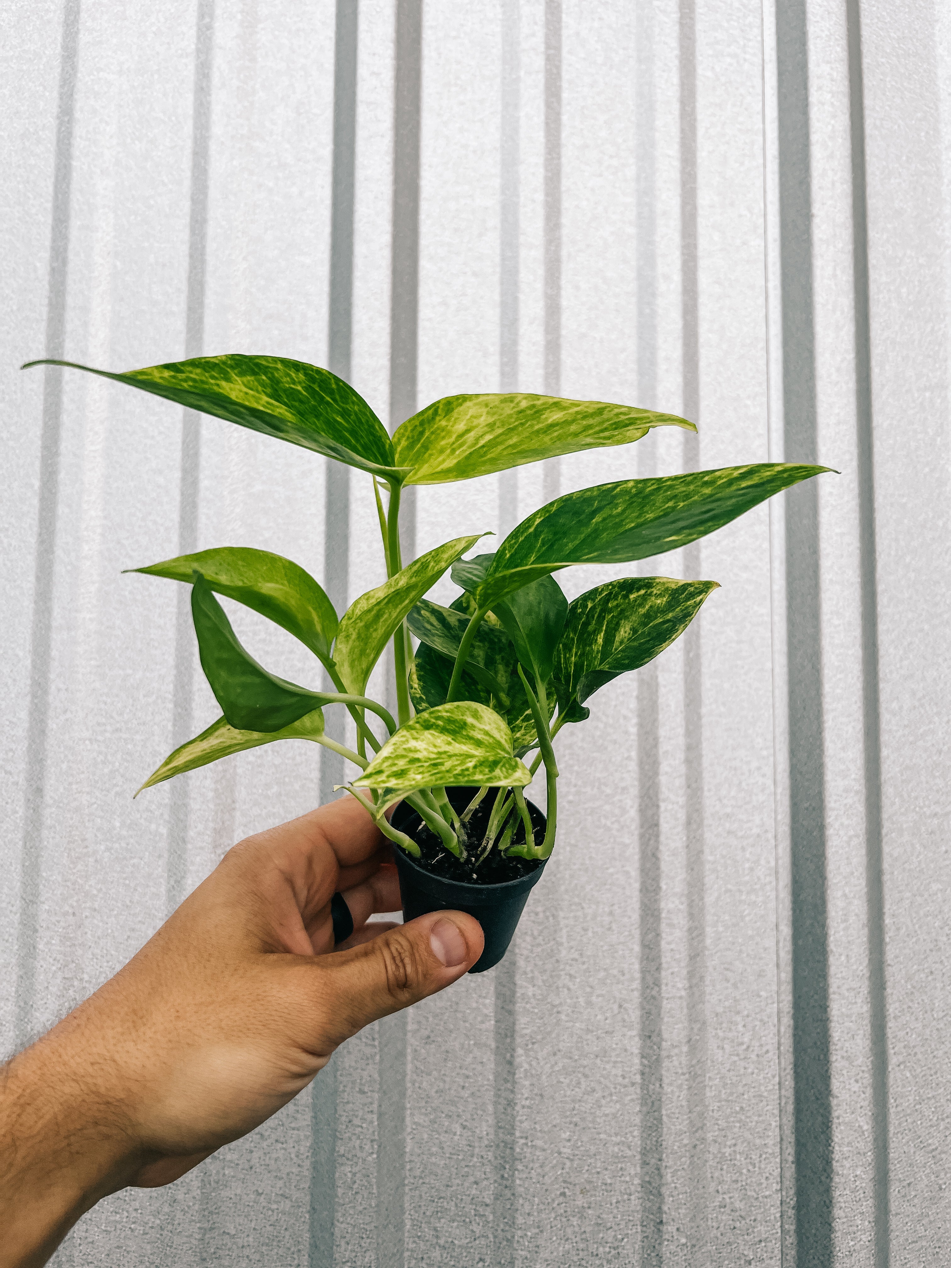 pothos plante 2" Pothos ‘Neon Queen'