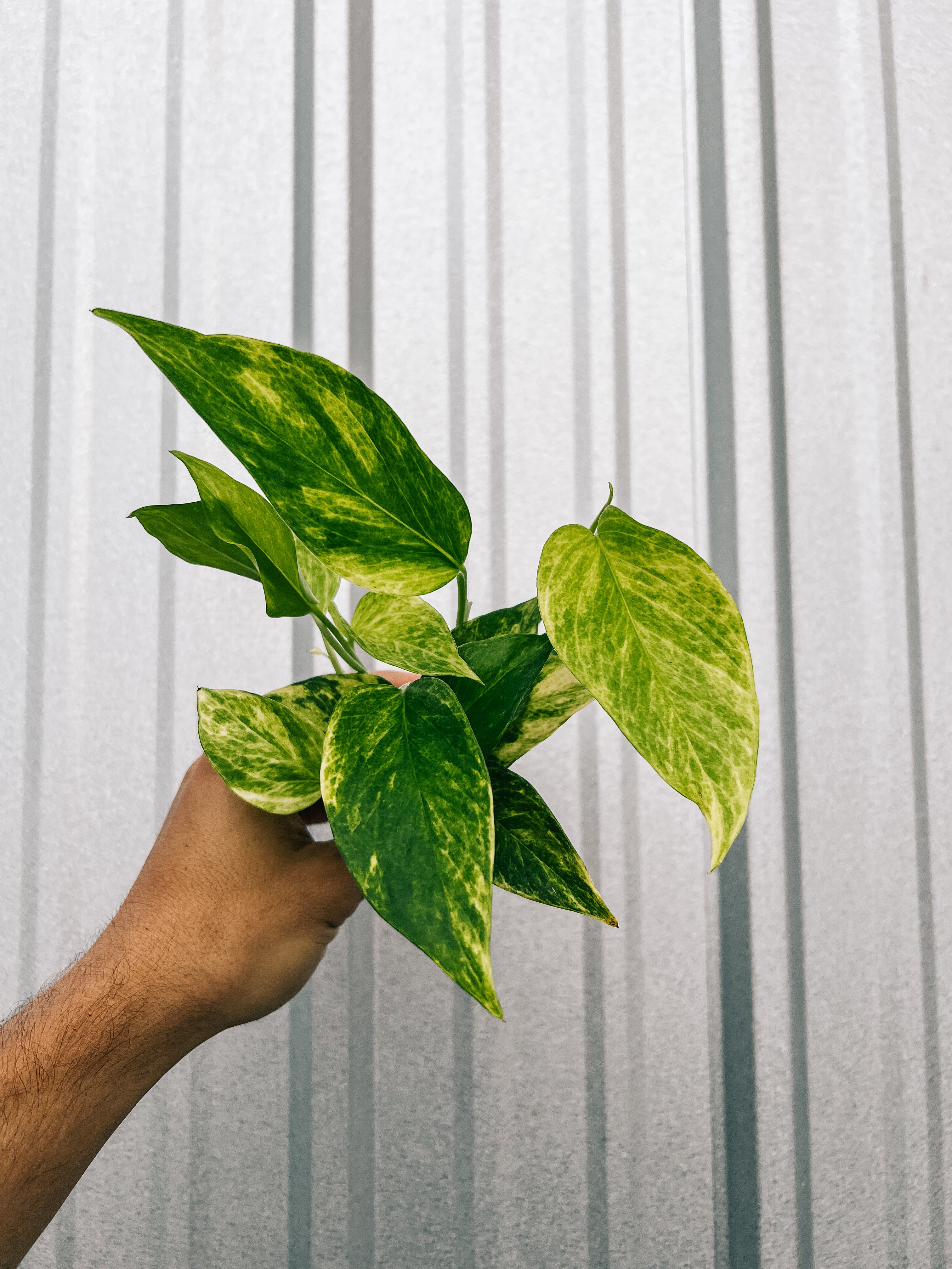 pothos neon variegated 2" Pothos 'Neon Queen' – BWH Plant Co