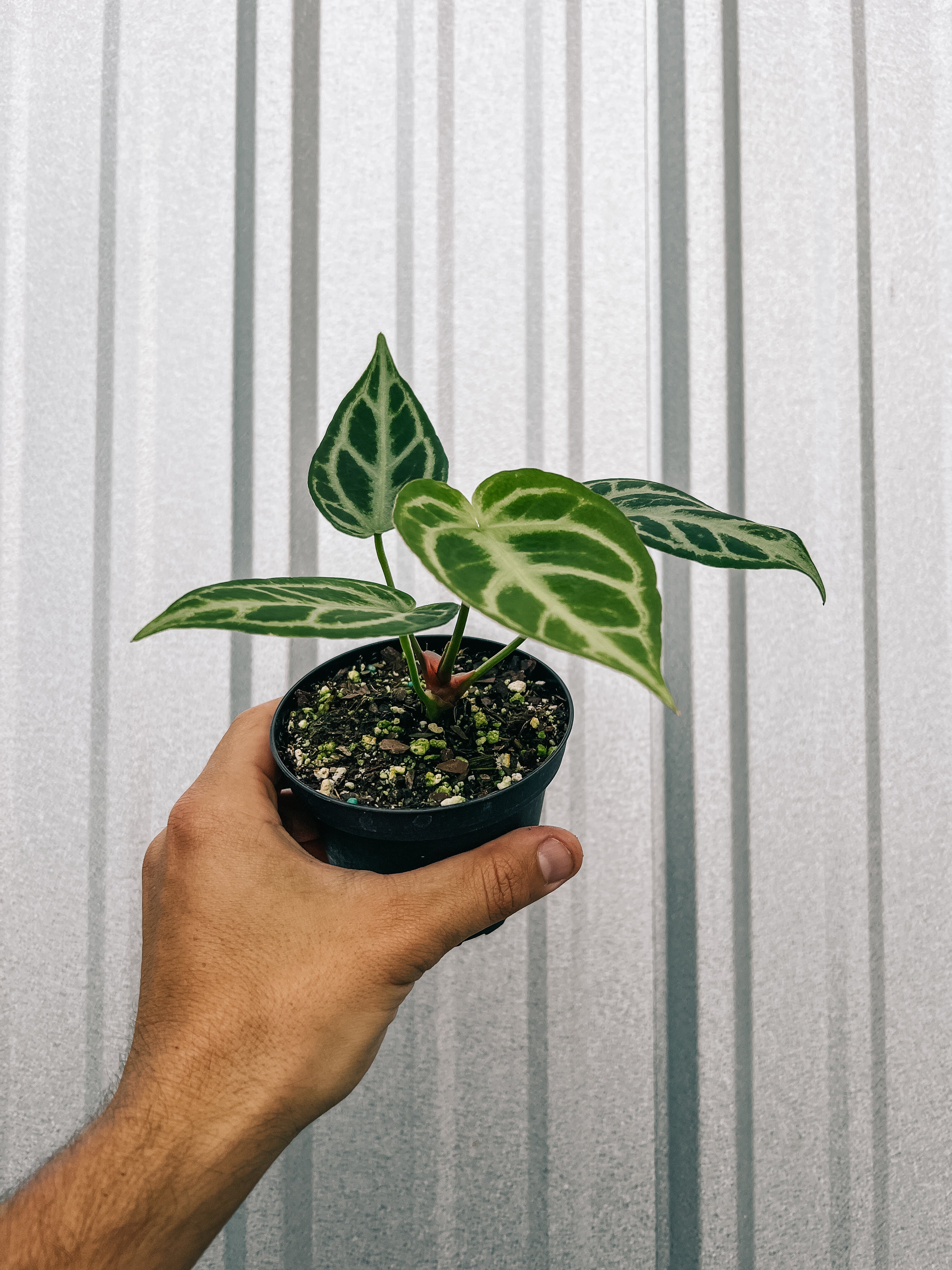anthurium silver arrow 4" Anthurium 'Silver Blush'