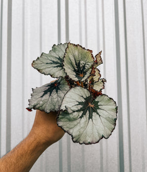 4" Begonia 'Kwale'