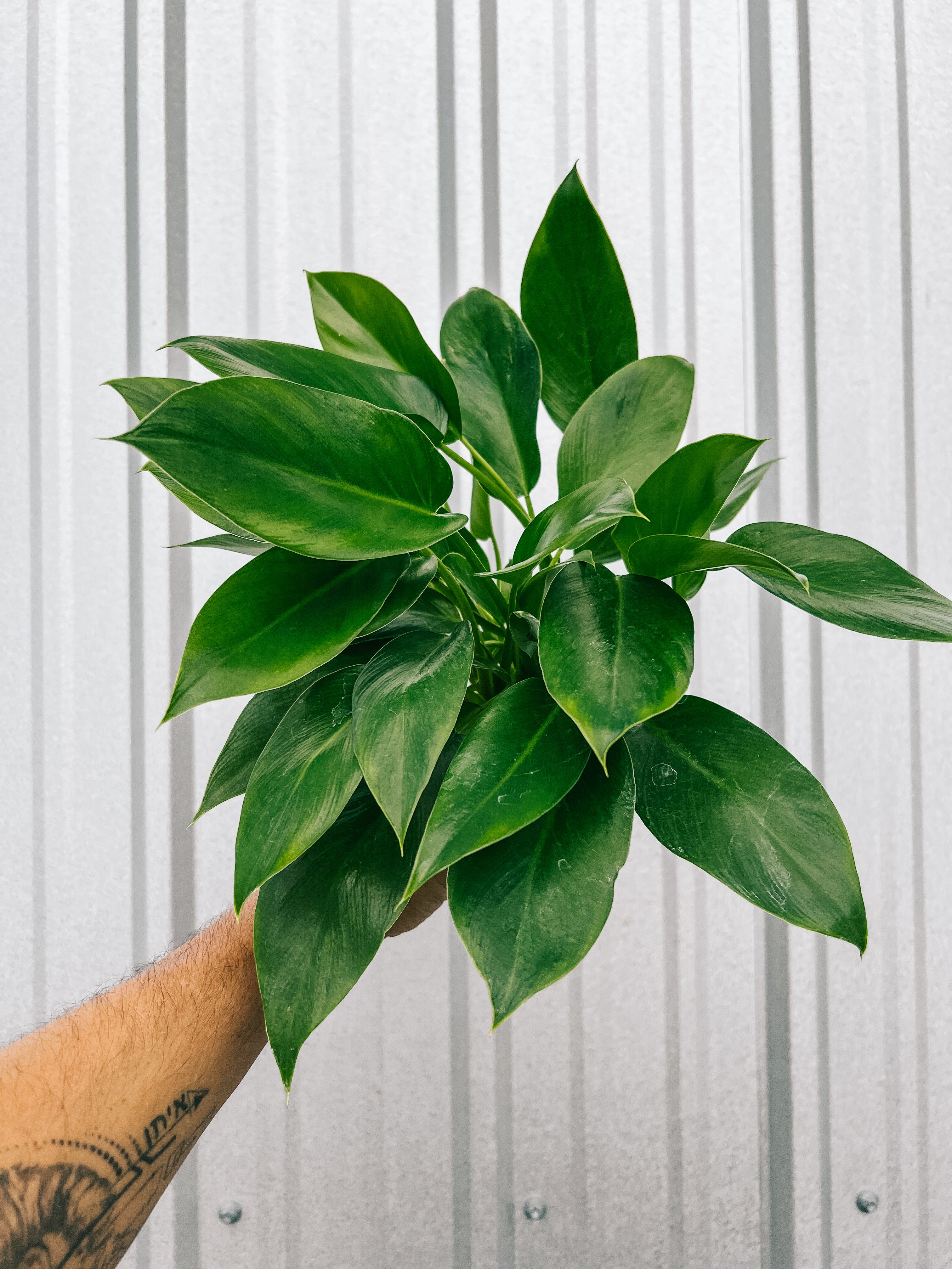philodendron jumbo 4" Philodendron 'Giganteum' – BWH Plant Co