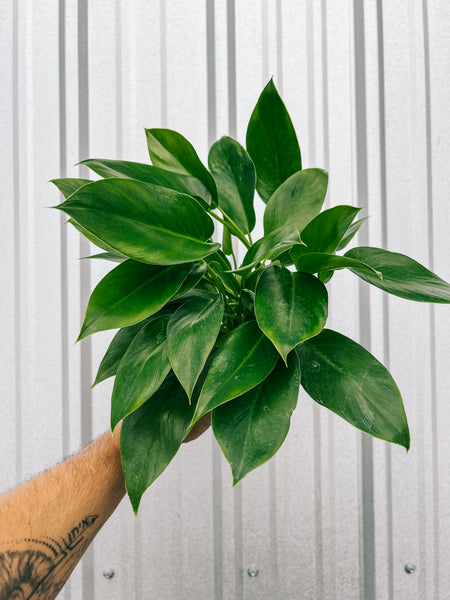 philodendron gigante 4" Philodendron 'Giganteum'
