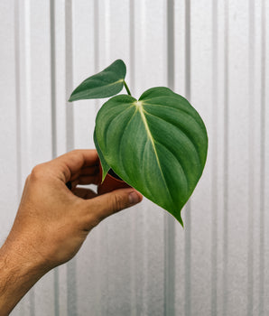 2" Philodendron 'McDowell'