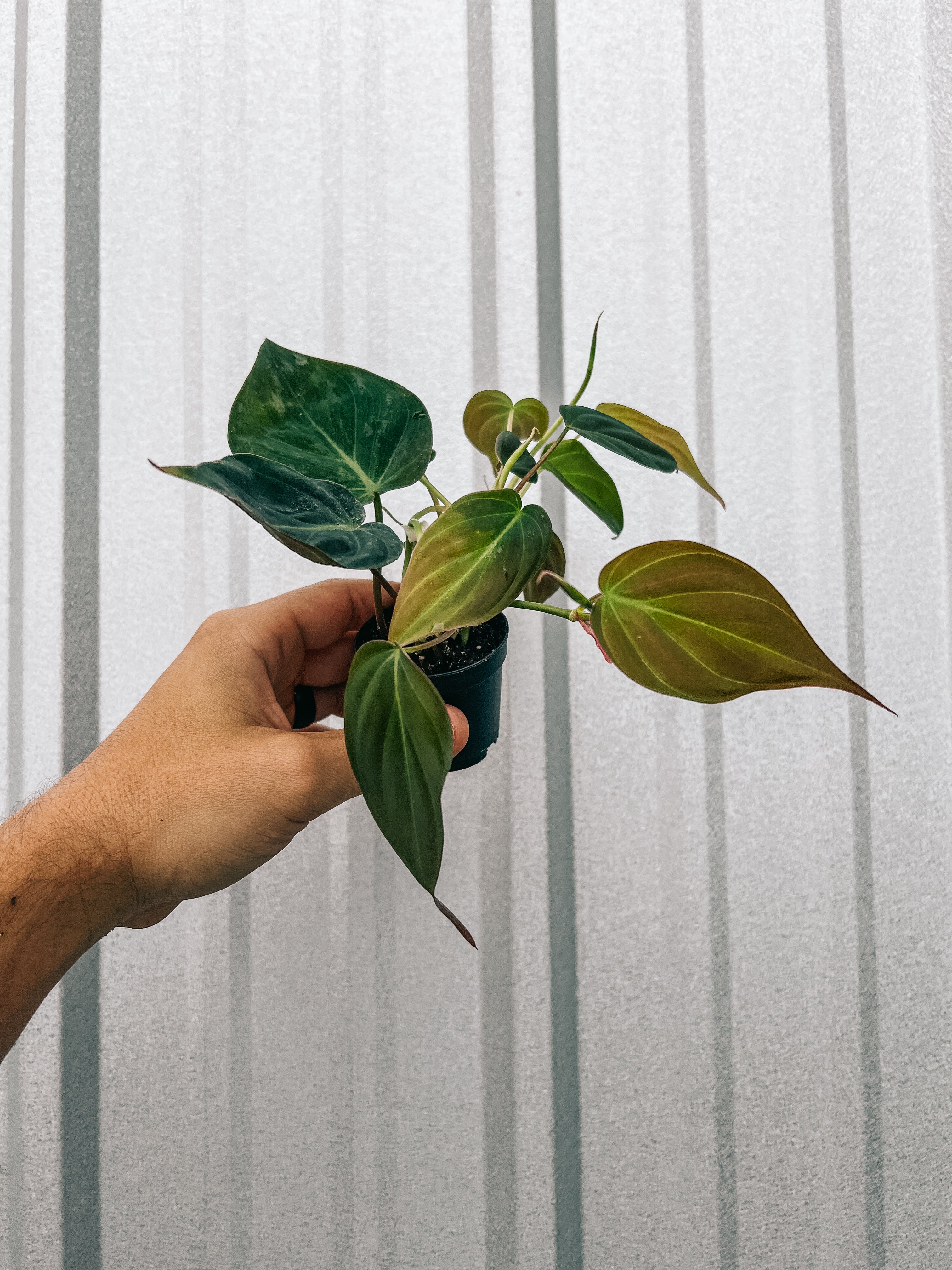 philodendron micans pet safe 2" Philodendron 'Micans'