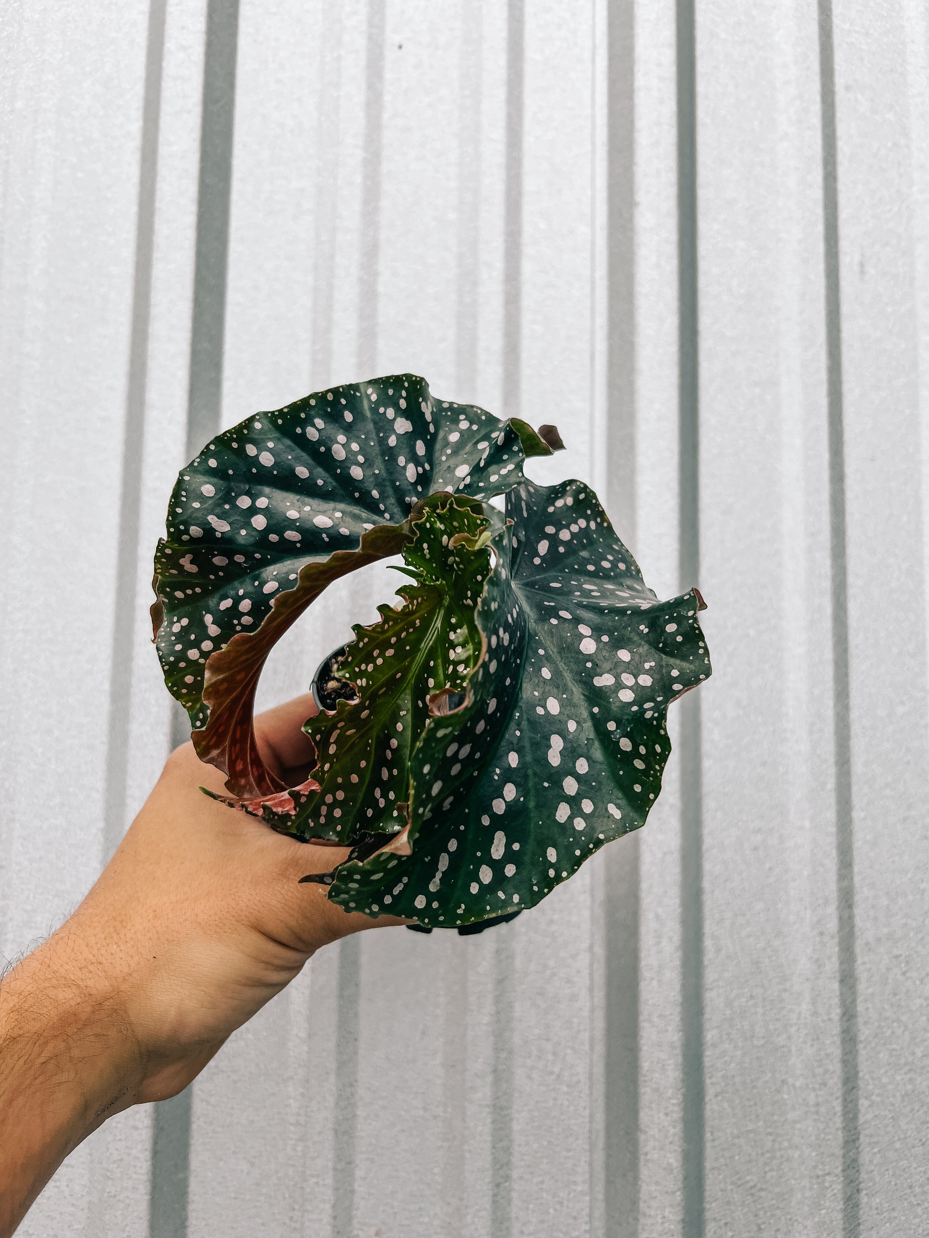 4" Begonia Angel Wing 'Cracklin Rosie' – BWH Plant Co