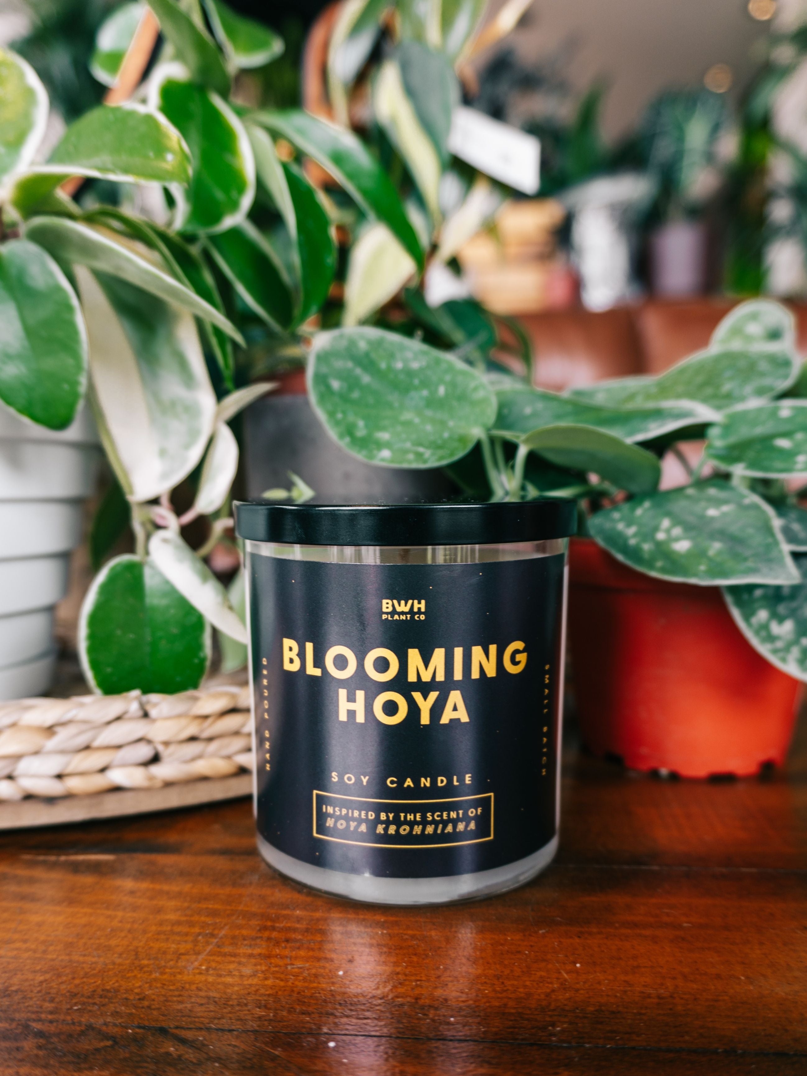 Blooming Hoya Candle