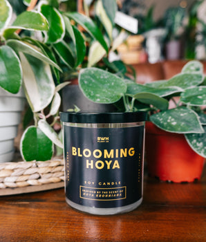 Blooming Hoya Candle
