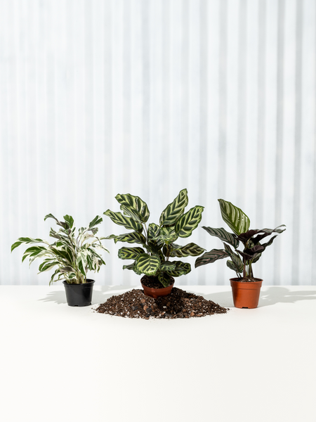 small indoor plants cat safe Pet Friendly Bundle – BWH Plant Co