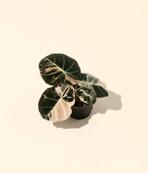 4" Variegated Alocasia 'Pink Black Velvet'