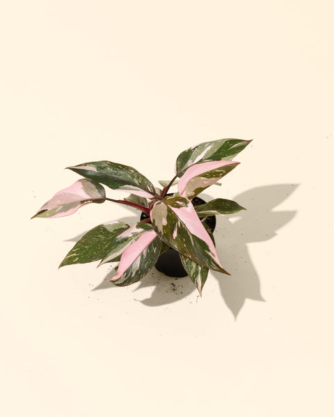 Pink_Princess_Philodendron_gra