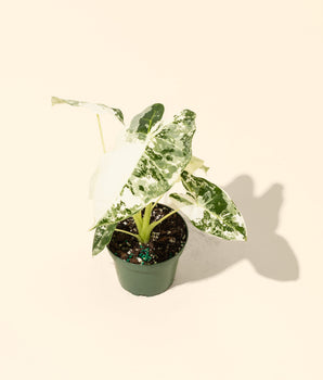 4" Variegated Alocasia 'Frydek'