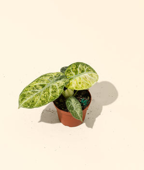 4" Variegated Alocasia Ninja 'Tricolor'