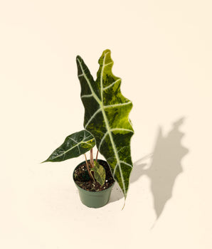 4" Variegated Alocasia Sanderiana Bull 'Aurea'