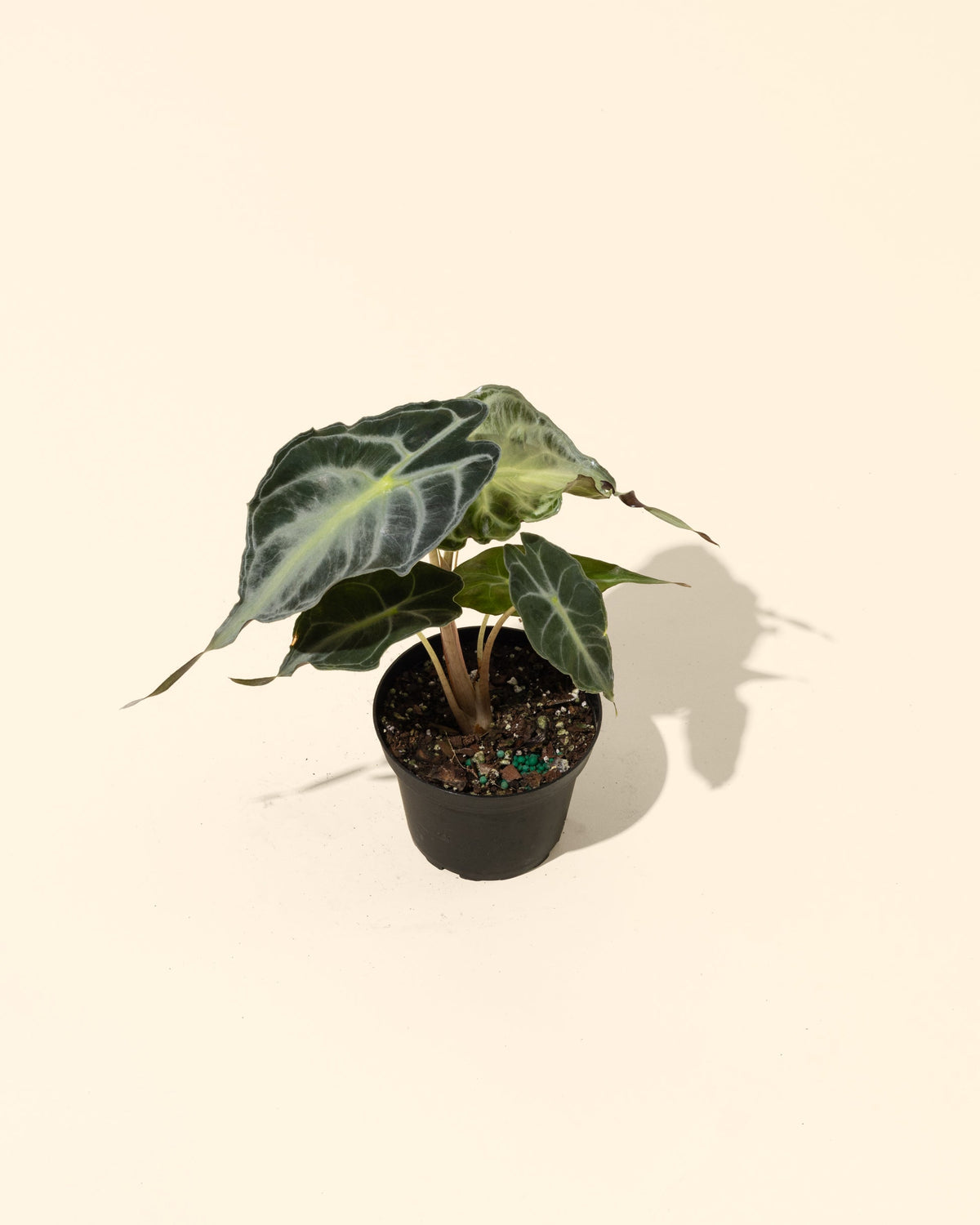 BWH Plant Co 4" Alocasia 'Venom'