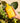 Arber Organic Bio Insecticide