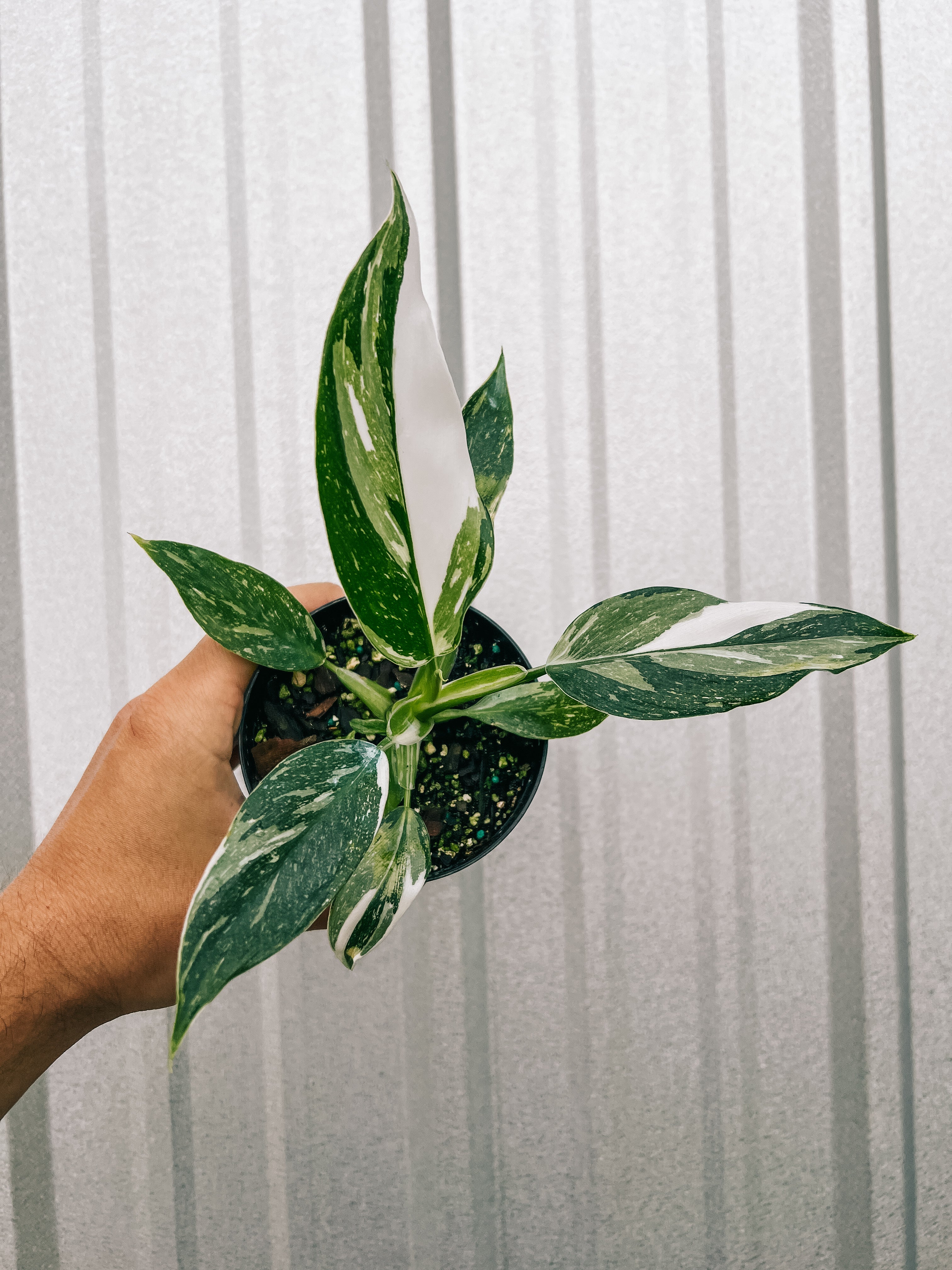 philodendron white wizard 4" Philodendron 'White Wizard' – BWH Plant Co