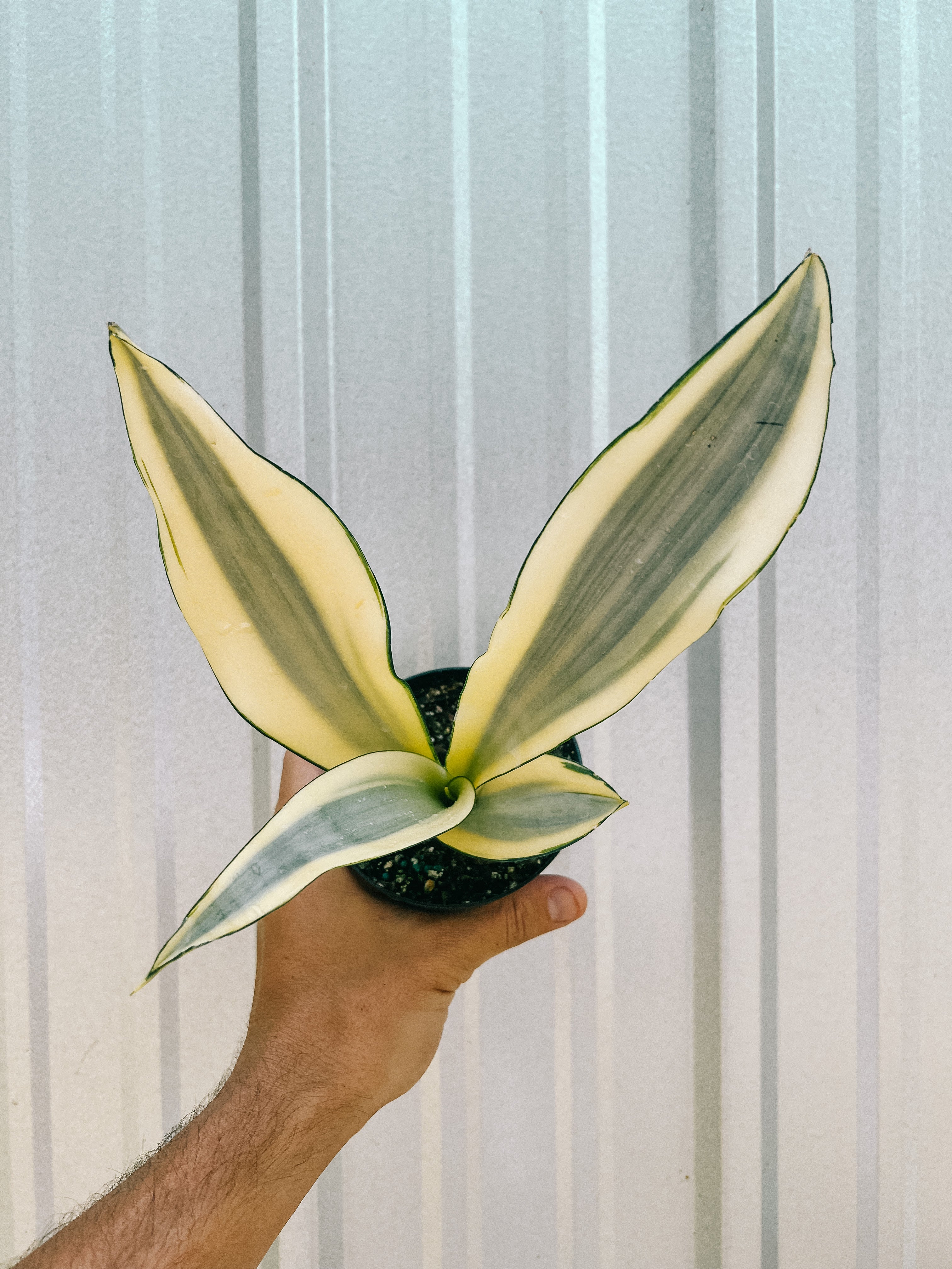 sansevieria trifasciata ghost 4" Sansevieria 'Ghost' – BWH Plant Co