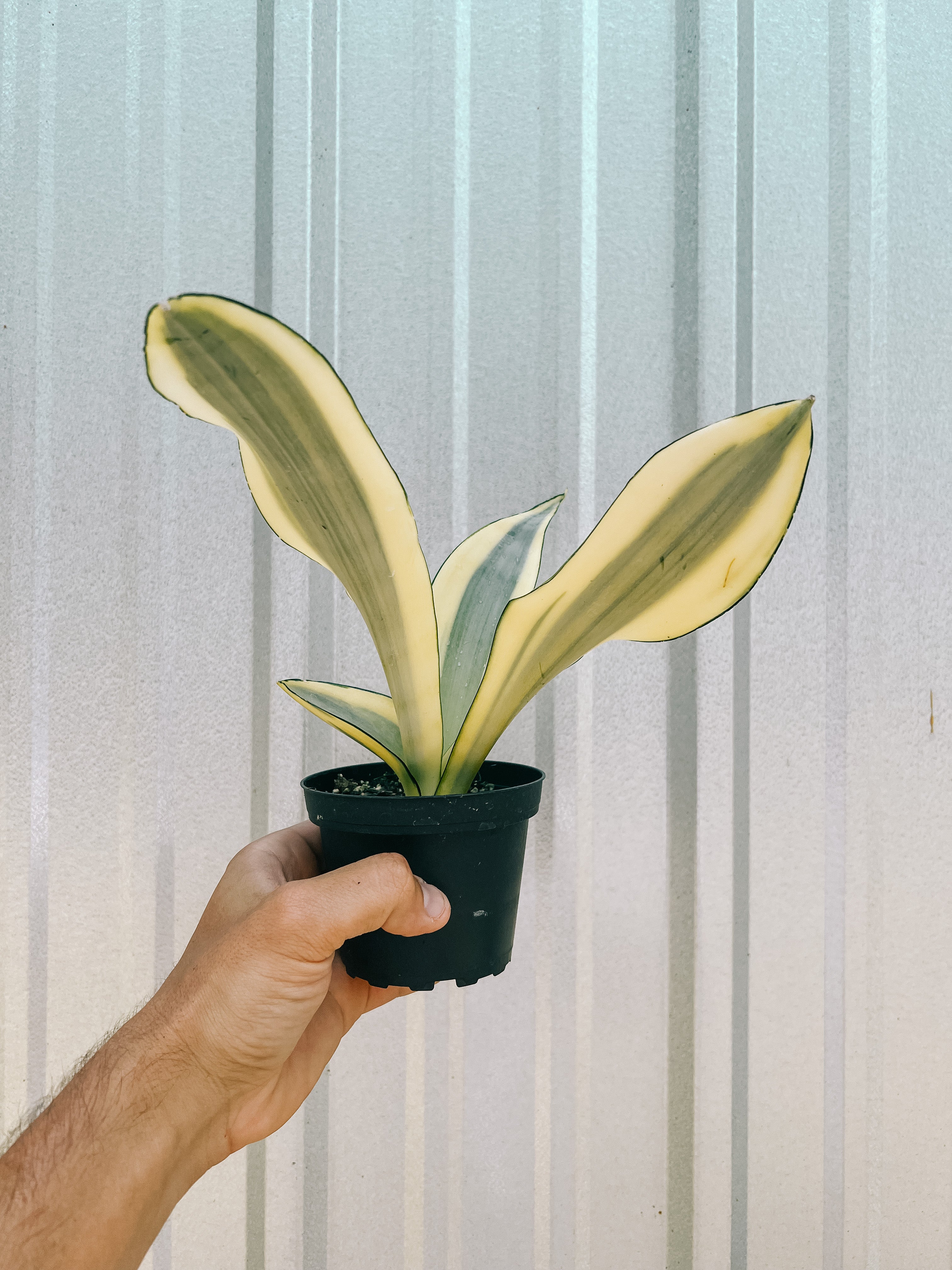 sansevieria guineensis 4" Sansevieria 'Ghost'