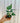 3" Anthurium 'Watermaliense' "Horse Head Anthurium" (seed grown)