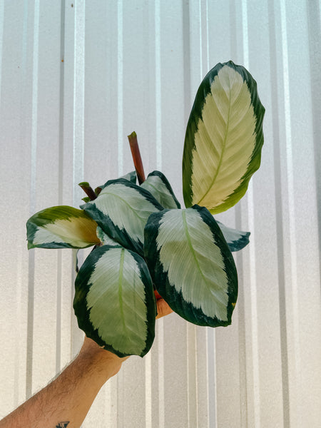 4" Calathea 'Royal'  BWH Plant Co