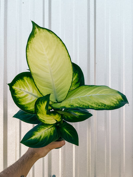 dieffenbachia camilletm 4" Dieffenbachia 'Camille'