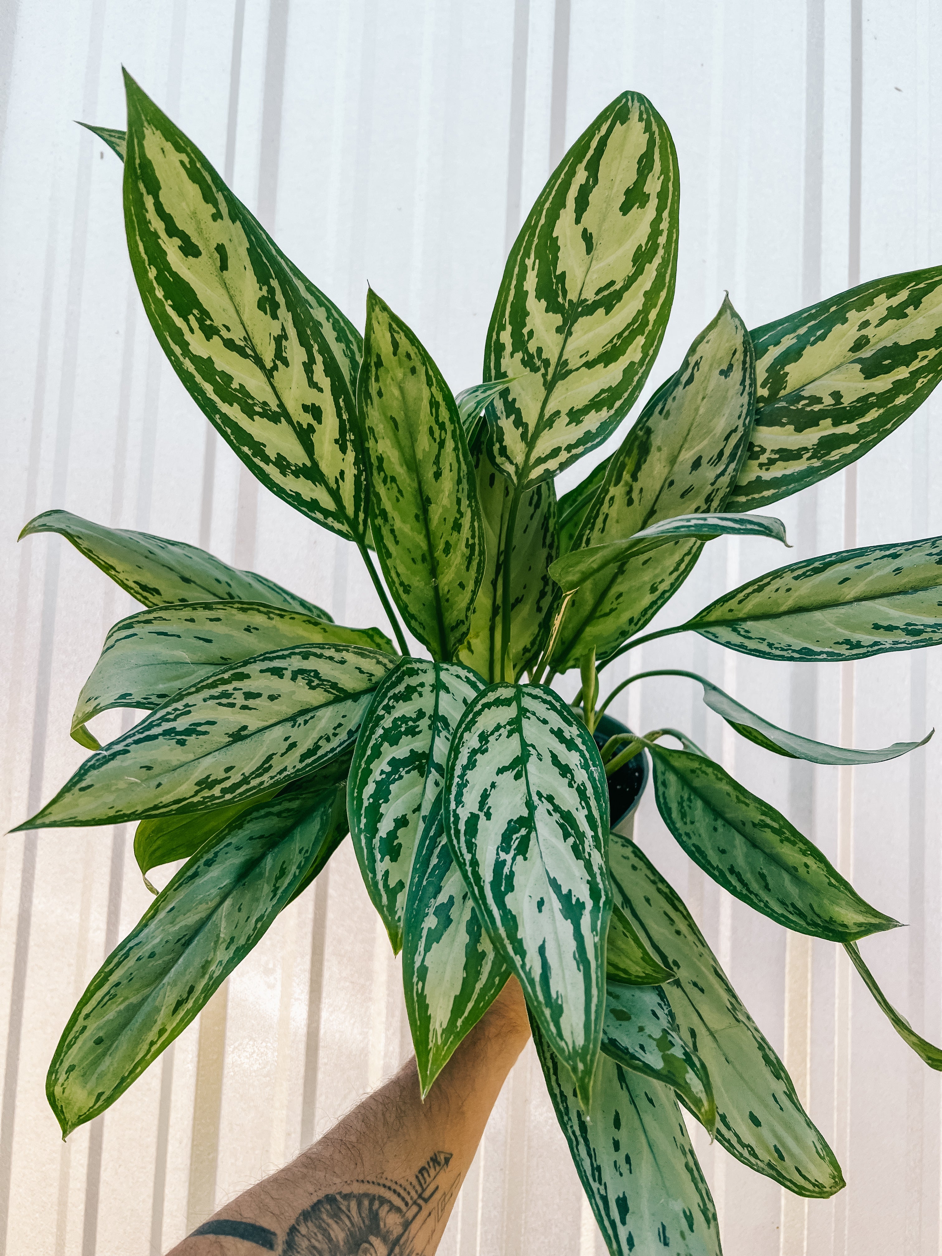aglaonema planta 6" Aglaonema 'Maria Christina'
