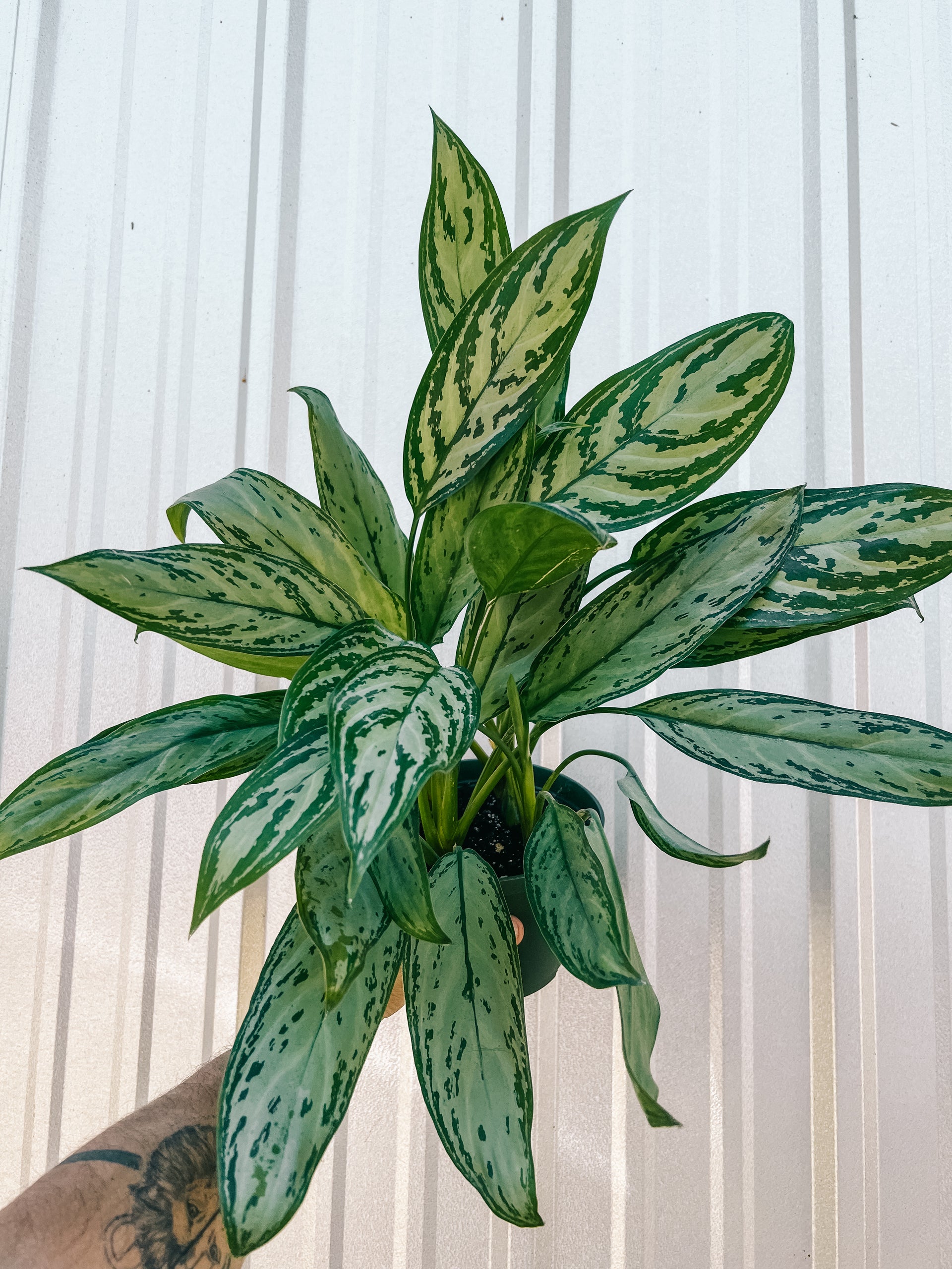 6" Aglaonema 'Maria Christina'