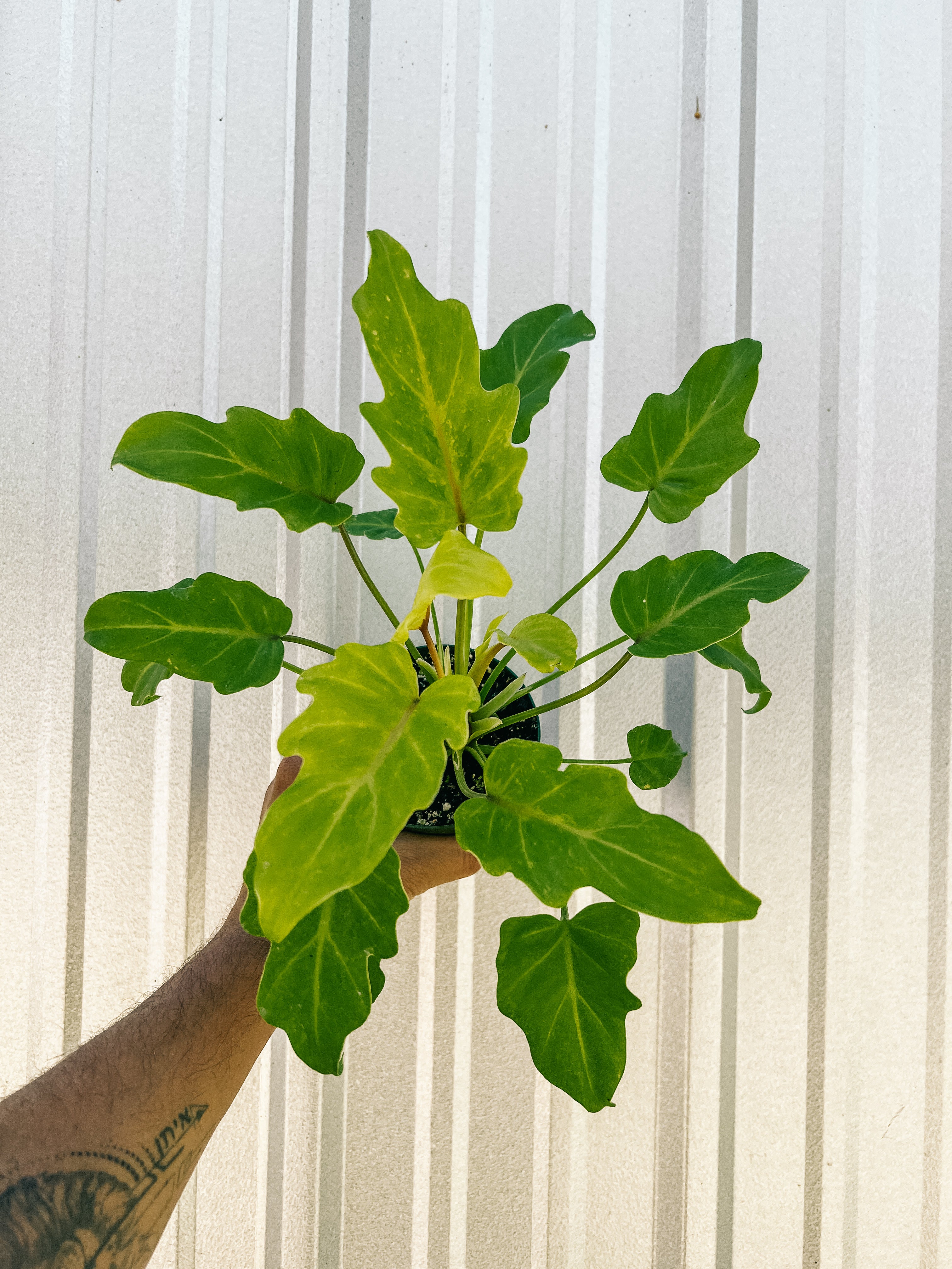 xanadu cut leaf philodendron 4” Philodendron 'Golden Xanadu' – BWH Plant Co