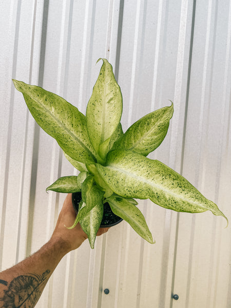 6" Dieffenbachia 'Camouflage'  BWH Plant Co