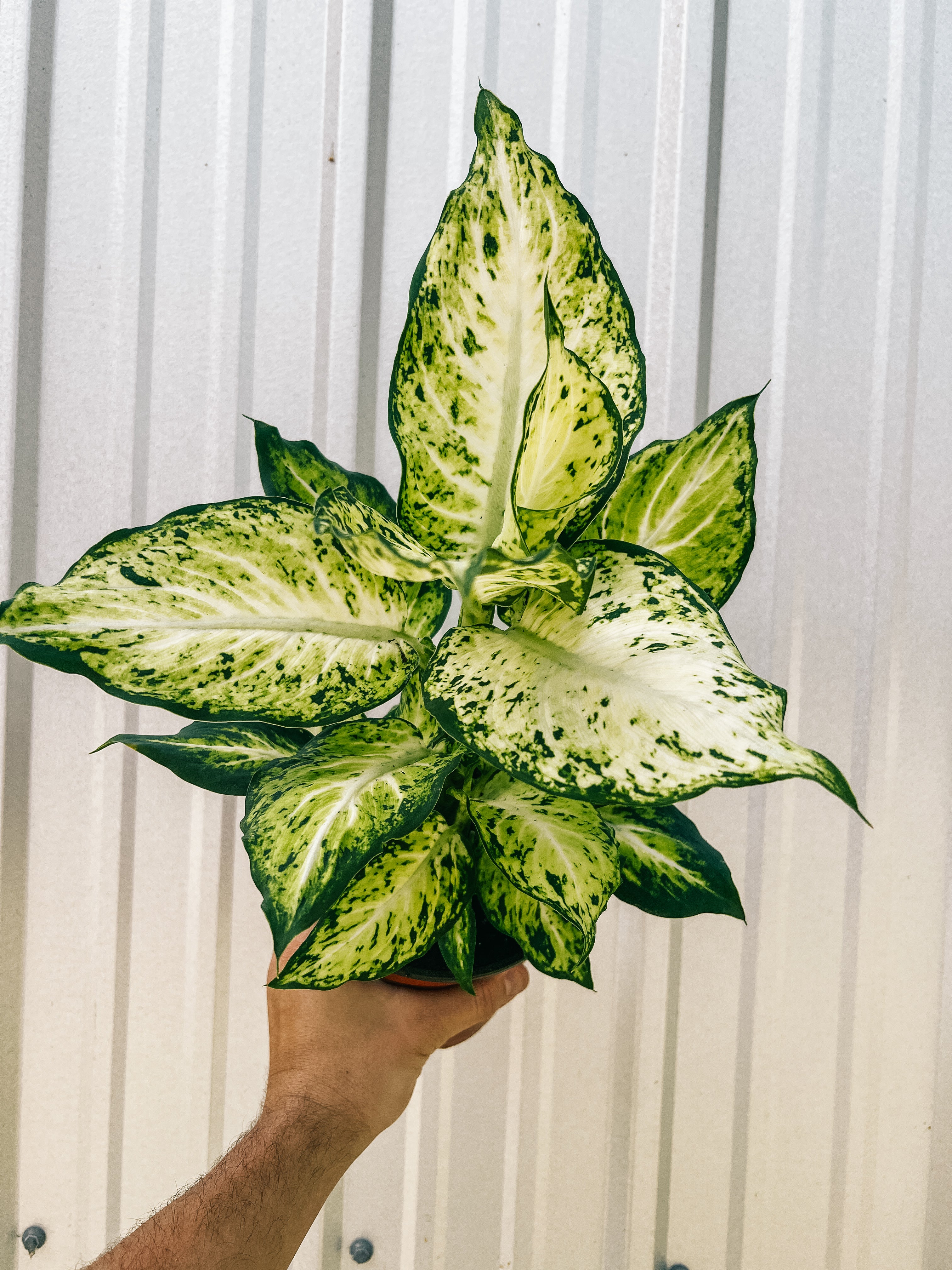 dieffenbachia anne 6" Dieffenbachia 'Amy'