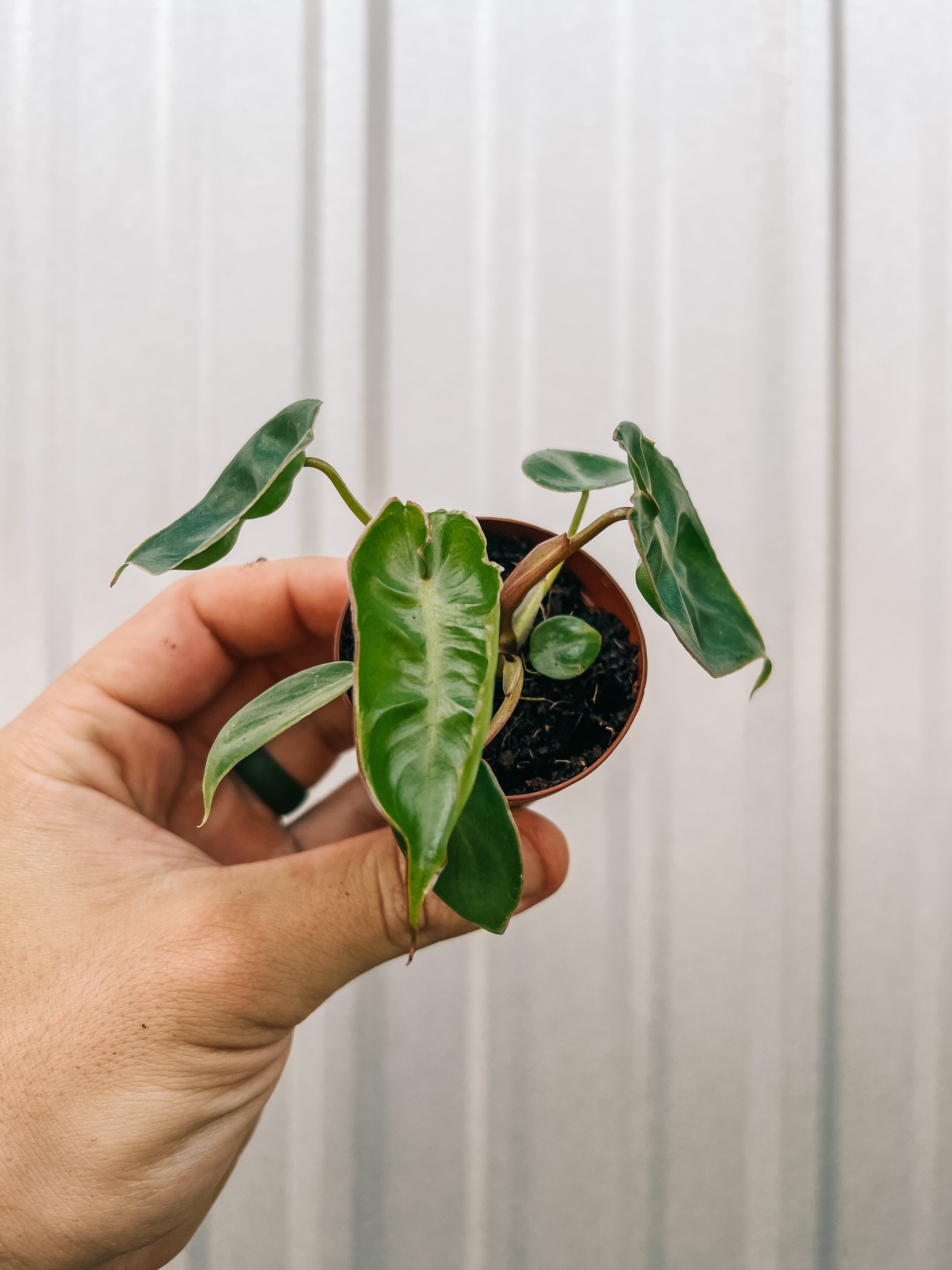philodendron biliyae 2" Philodendron 'Billietiae' – BWH Plant Co