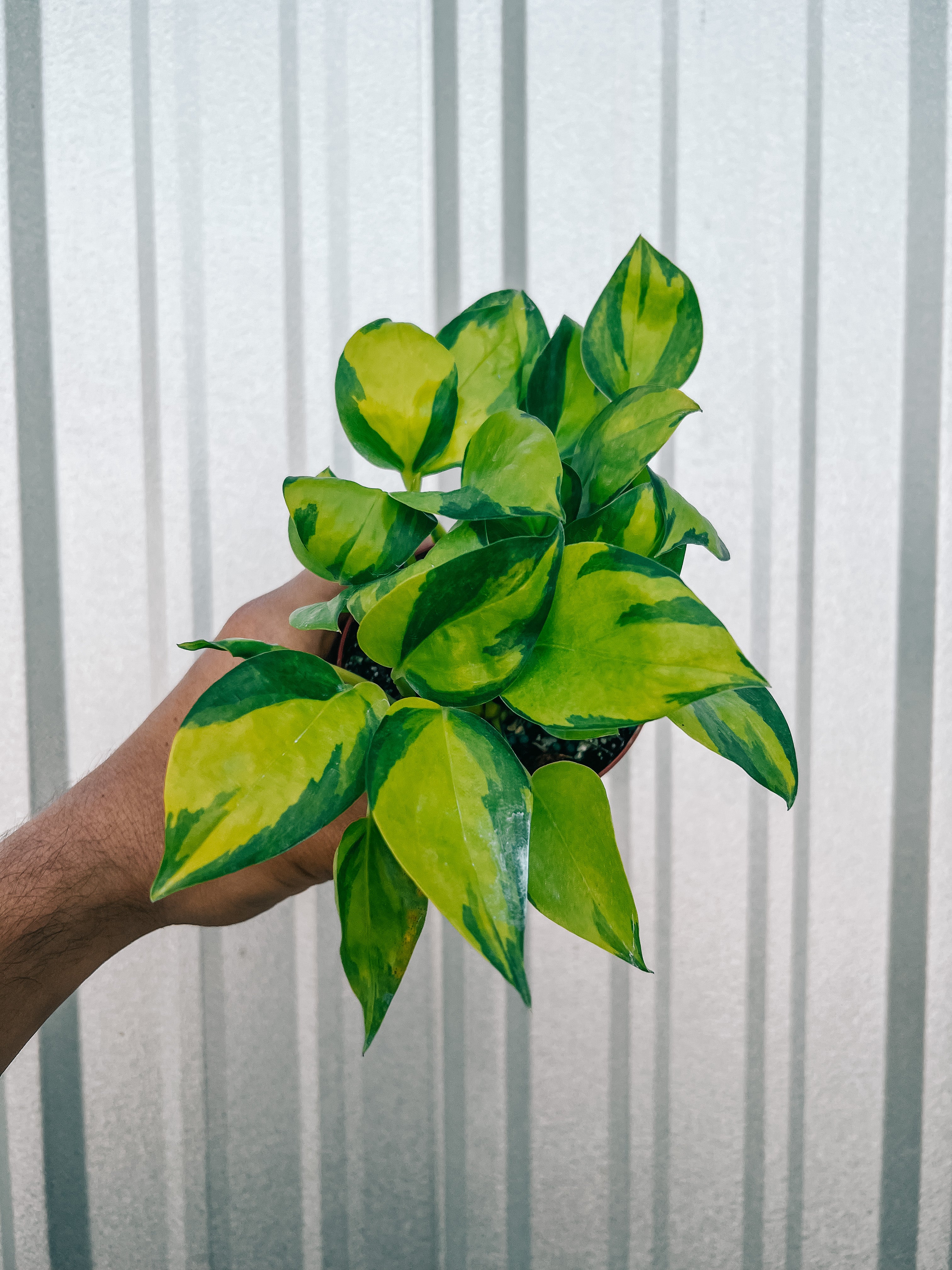 njoy pothos nz 4" Epipremnum 'Neon Njoy' – BWH Plant Co