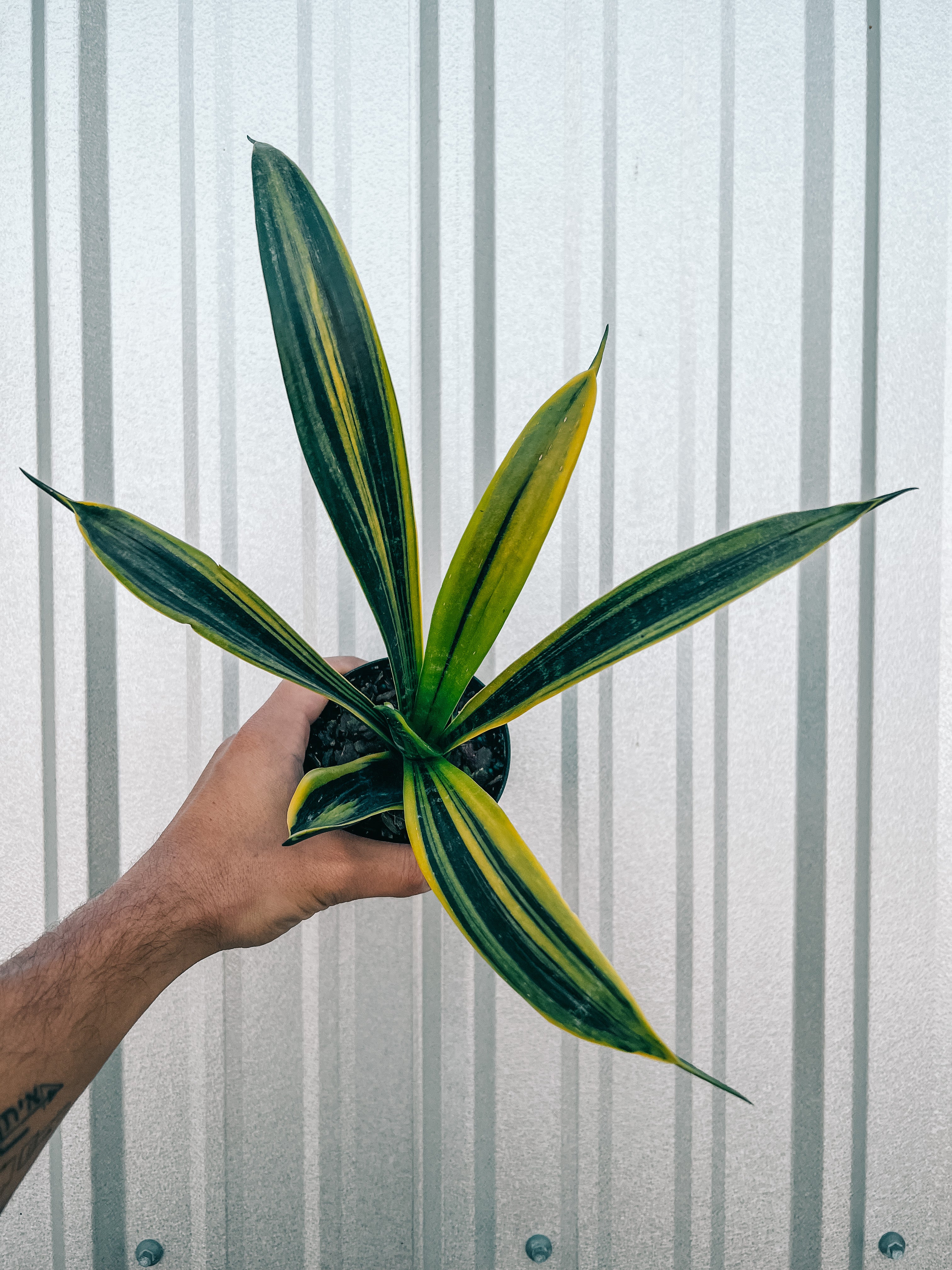 golden flame vs futura superba snake plant 4" Sansevieria 'Golden Flame' – BWH Plant Co