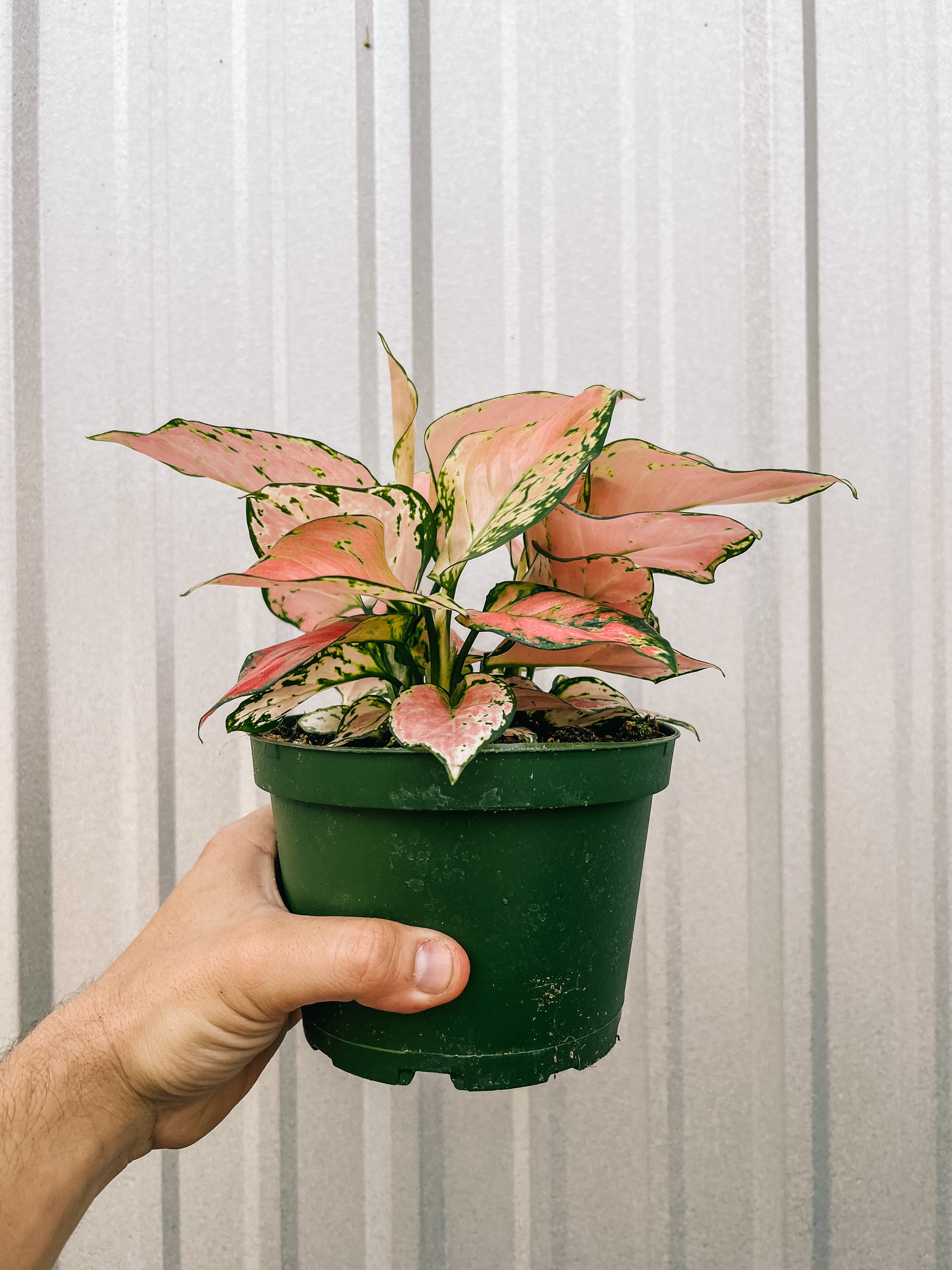 aglaonema pink thai 6" Aglaonema 'Pink Valentine'