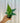3" Anthurium 'Watermaliense' "Horse Head Anthurium" (seed grown)
