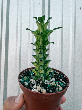 3" Euphorbia 'Mint Creme'