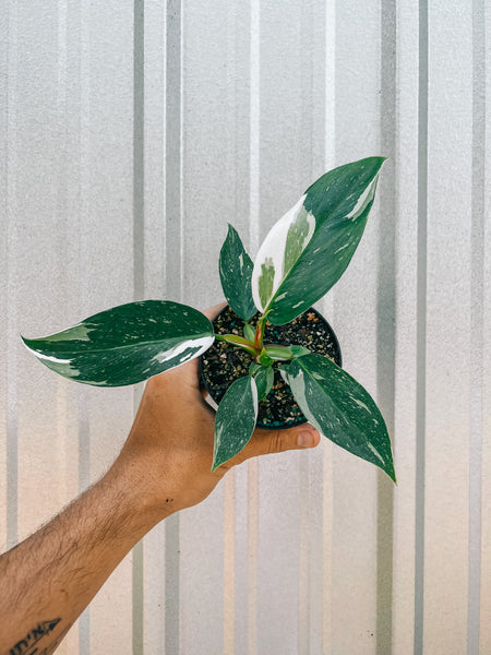 philodendron white princess marble 4" Philodendron 'White Princess'