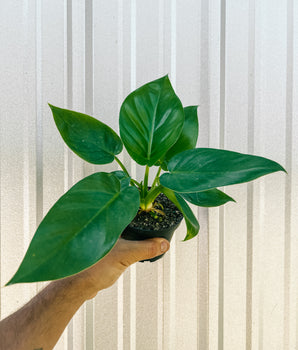 4" Philodendron 'Giganteum'