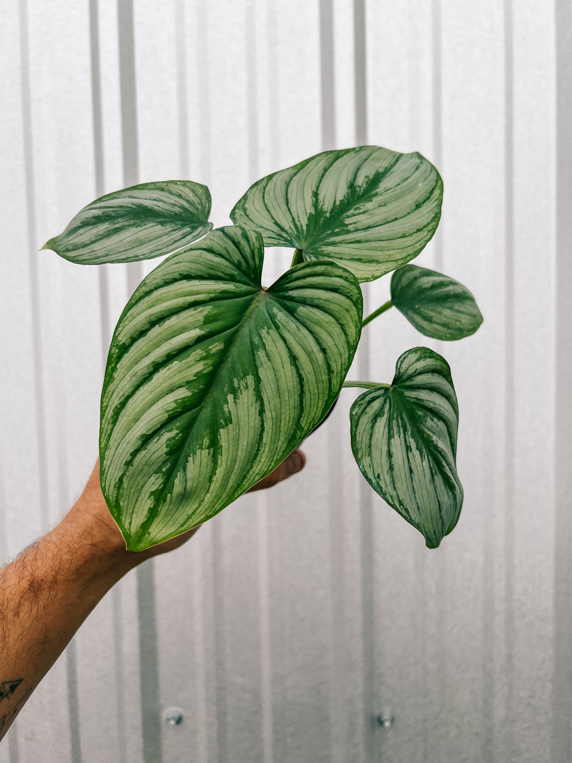 philodendron mamei green 4” Philodendron Mamei 'Silver Cloud'