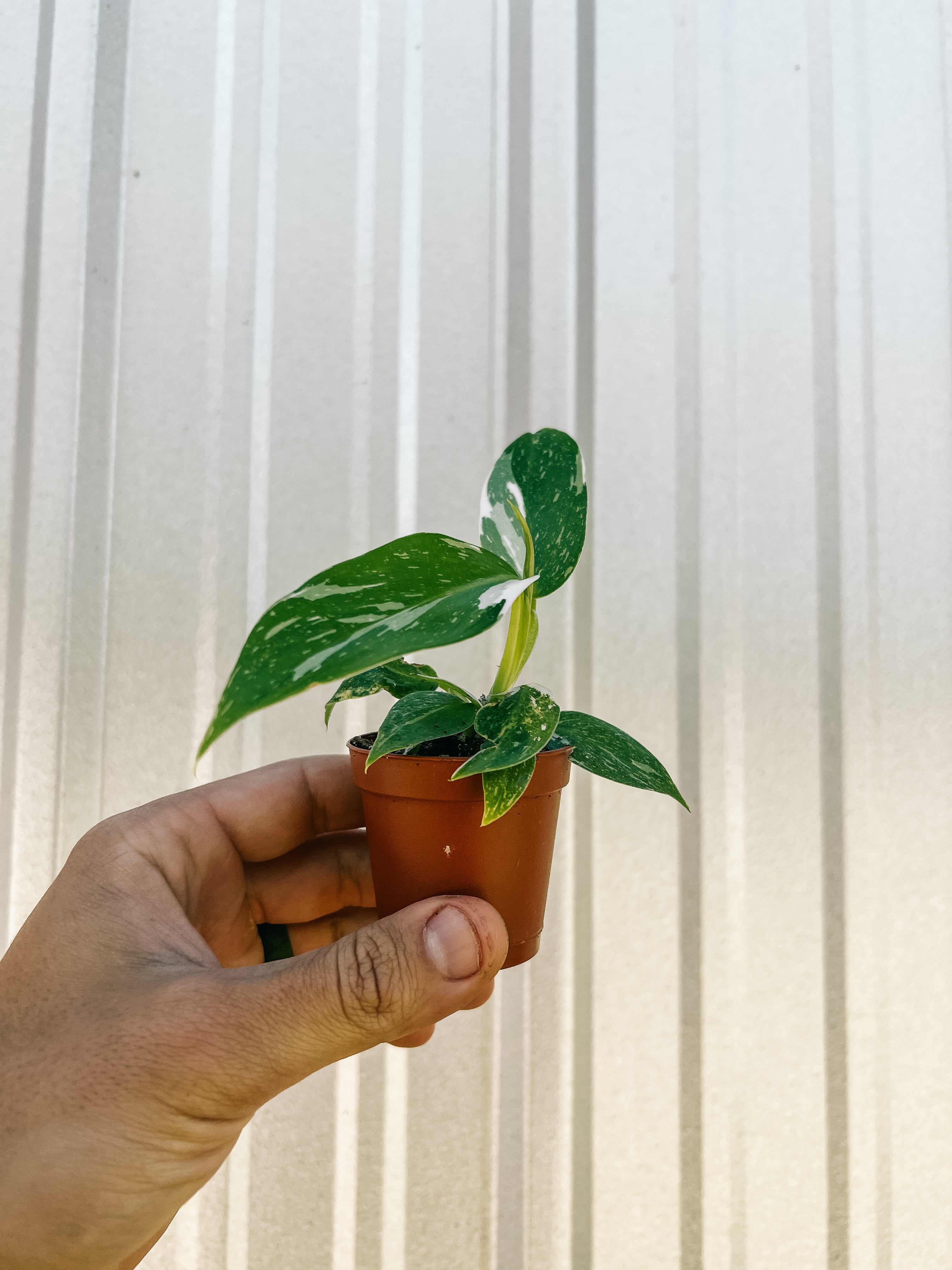 white wizard pothos 2" Philodendron 'White Wizard'