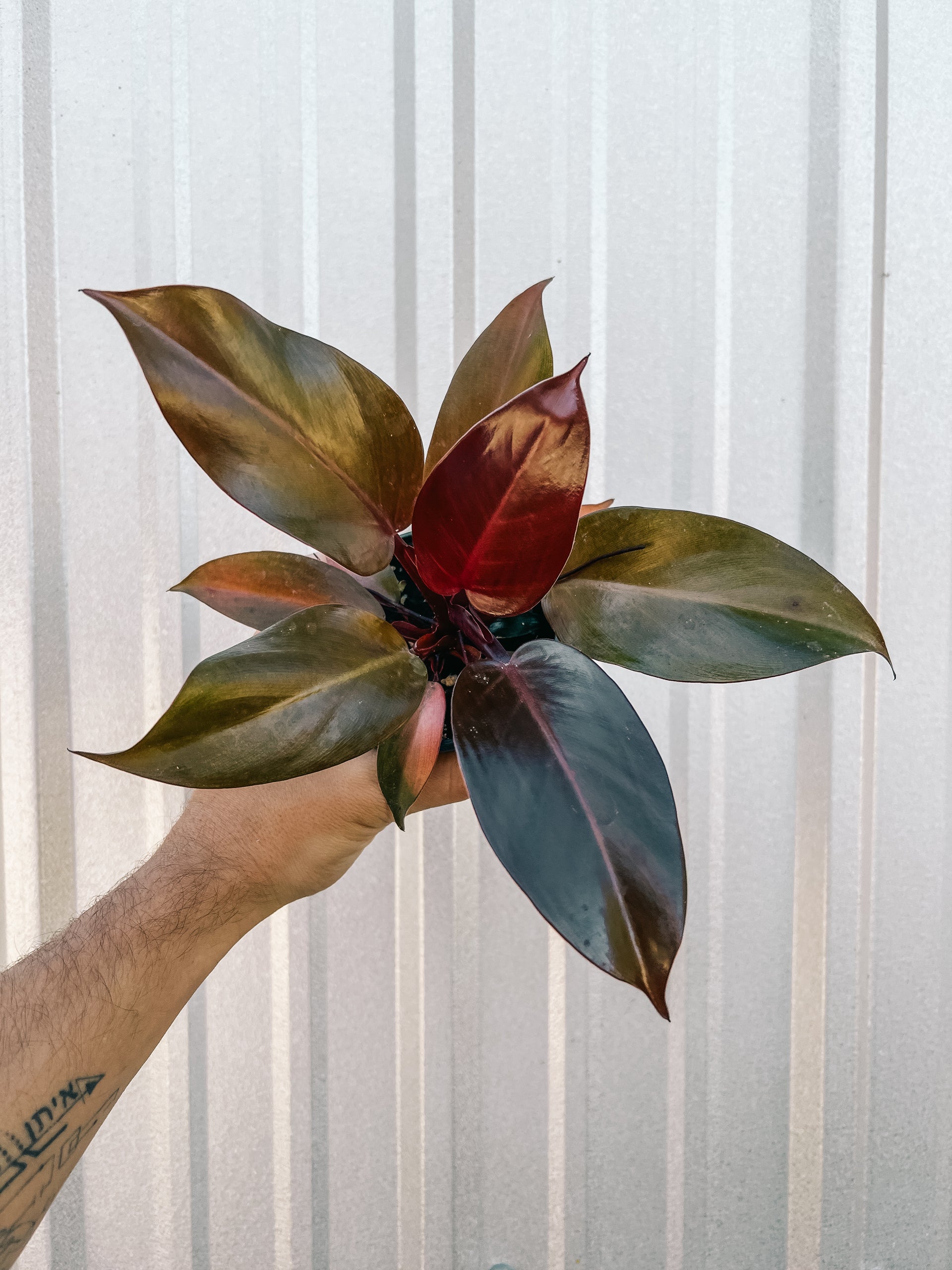 watermelon plant peperomia Buy Watermelon Peperomia Plants Online